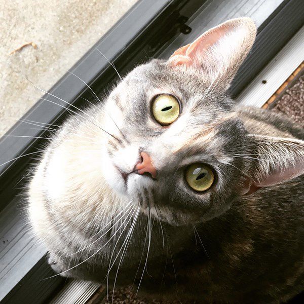Clementine